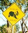 koala.jpg