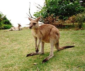 roo1.jpg