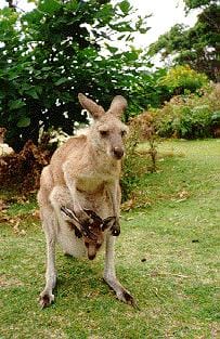 roo2.jpg
