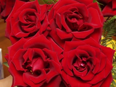 P1224433.JPG