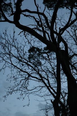 DSC_0009.JPG