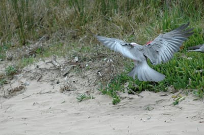 DSC_1124.JPG
