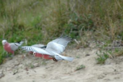 DSC_1125.JPG