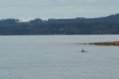 DSC_1188.JPG