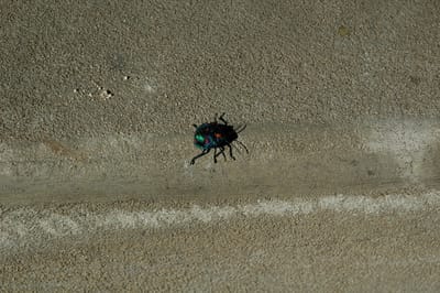 DSC_0506.JPG