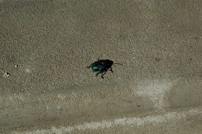 DSC_0507.JPG