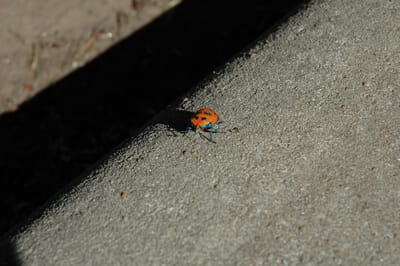 DSC_0511.JPG