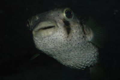 DSC_0179.JPG
