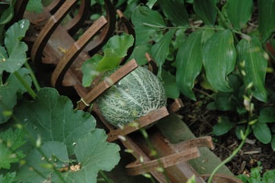 DSC_4251.JPG