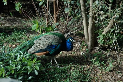 DSC_3247.JPG