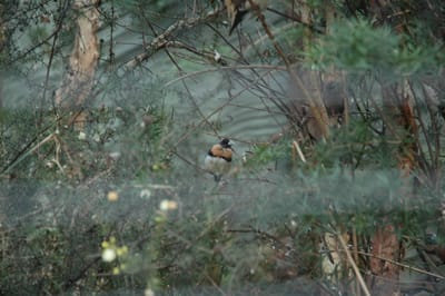 DSC_3248.JPG