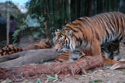 DSC_3300.JPG