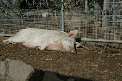 DSC_3333.JPG