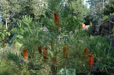 DSC_3340.JPG