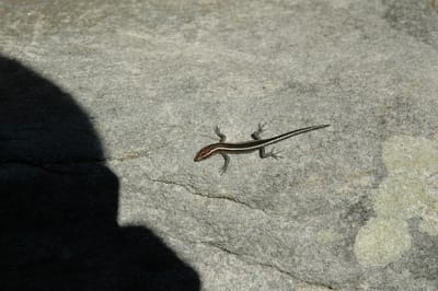 DSC_3409.JPG