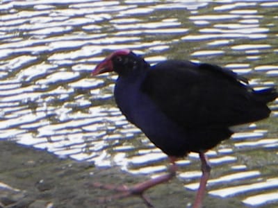 IMGP0054.JPG