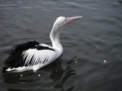 IMGP0069.JPG