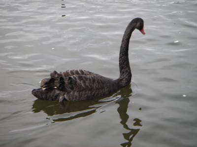 IMGP0070.JPG