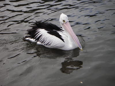 IMGP0072.JPG