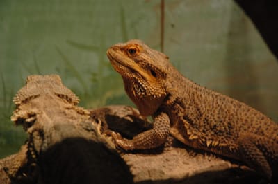 DSC_2892.JPG