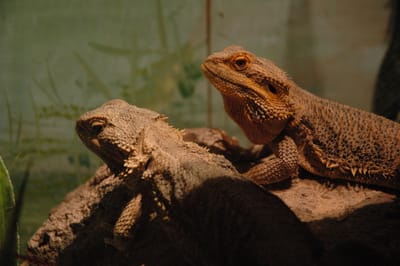 DSC_2893.JPG