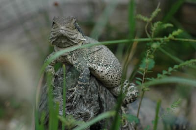 DSC_2907.JPG