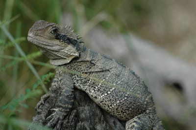 DSC_2908.JPG