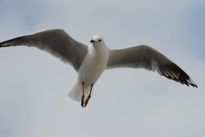 DSC_0223.JPG
