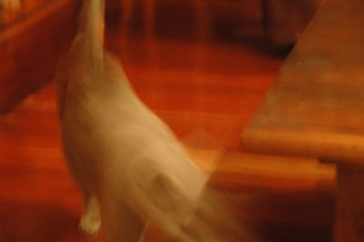 DSC_6382.JPG