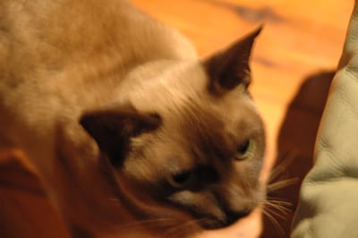 DSC_6407.JPG