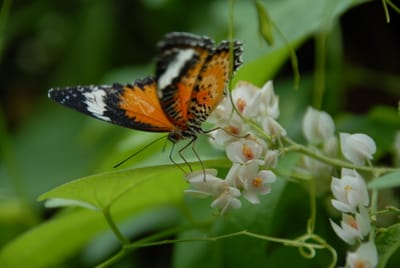 DSC_0096.JPG