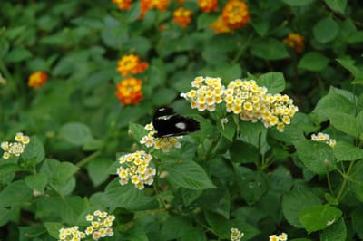 DSC_6649.JPG