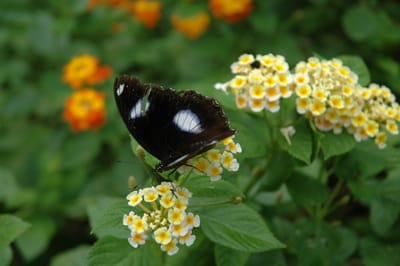 DSC_6650.JPG
