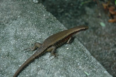 DSC_6731.JPG