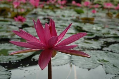 DSC_7063.JPG