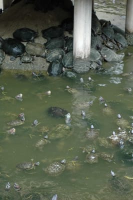 DSC_7391.JPG