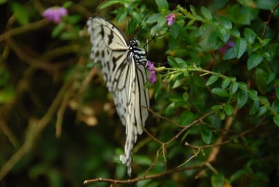 DSC_0053.JPG