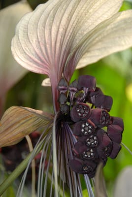DSC_0061.JPG