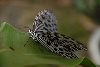 DSC_0064.JPG