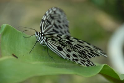 DSC_0065.JPG