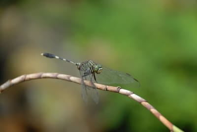 DSC_0067.JPG