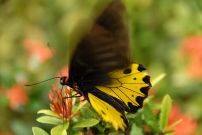 DSC_0075.JPG