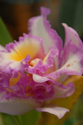 DSC_0079.JPG
