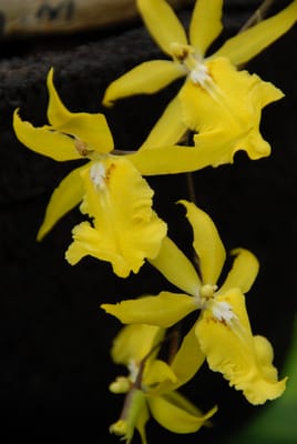 DSC_0084.JPG