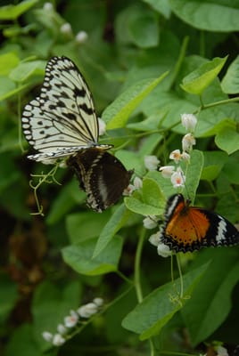 DSC_0085.JPG