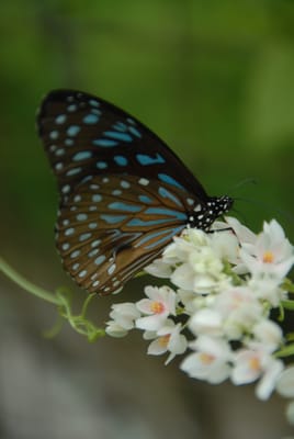 DSC_0086.JPG