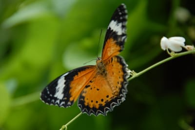 DSC_0088.JPG