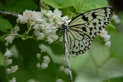 DSC_0089.JPG
