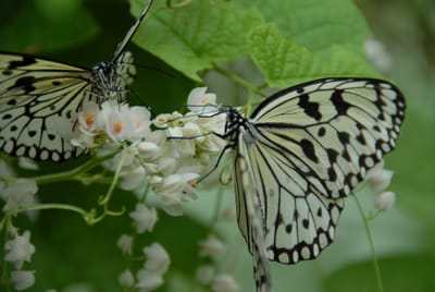 DSC_0090.JPG