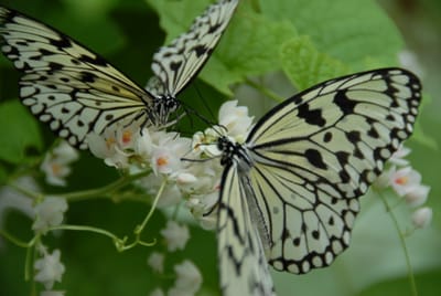 DSC_0091.JPG